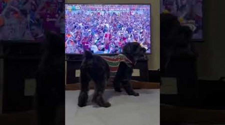 This Dog understands the game more than some GF # #football #shorts #eredivisie #brasil #euro2024