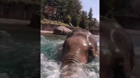 wait for end Elephant is took a stunk in the pool#trend#viral#shorts