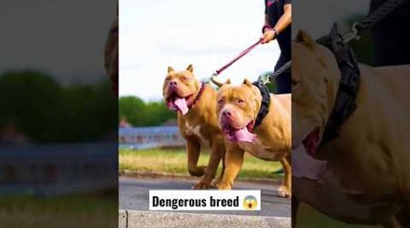 Most popular dangerous breed in the world 