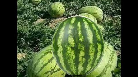 Sweet Melon #Shorts #trend #viral #fruitslice #fypシ゚viral #fyp