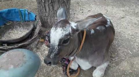 MY COW NEW BORN BABY very beautiful