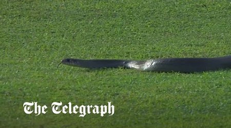 Snake slithers onto pitch during Sri Lankan cricket match