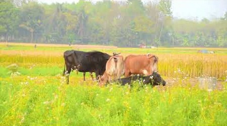 কিভাবে স্বাস্থ্যকর গরুর জাত নির্বাচন করবেন