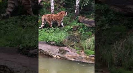 Hull city tiger at Leipzig zoo