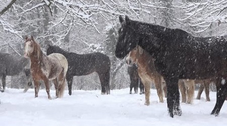 Celtic Winter Highlands, Beautiful Peaceful Celtic Music, Instrumental Music, Gaming music,Tim Janis