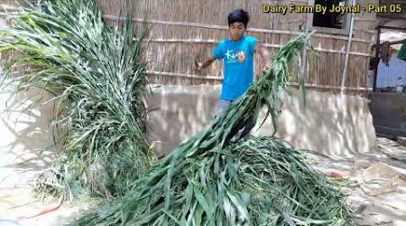 সেরা দুধের ফলন পেতে কিভাবে গরু লালন-পালন করবেন