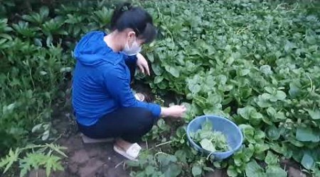 Amidst the greenery, she collects ripe produce, her basket filling quickly