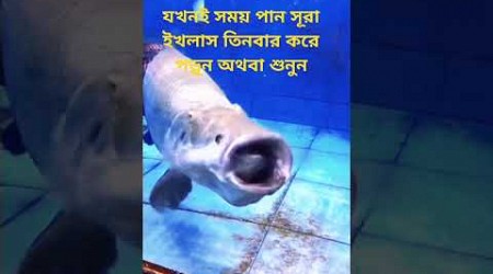 সূরা ইখলাস#islamicvideo #islamicshorts #viralvideos #viralsorts #youtubeshorts #foryou #highlight