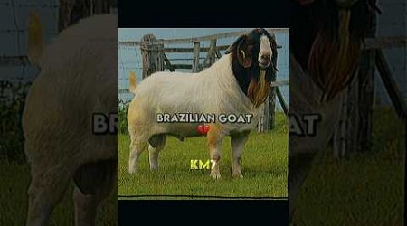 Brazilian, Argentinian and Portuguese GOATS #football #trend #edit #messi #viral #goat #ronaldo