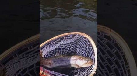 MONSTER #trout #fishing Washington Beaver Pond