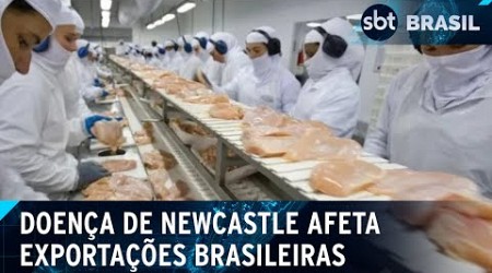 Doença de Newcastle: Brasil suspende parte de exportações de frango | SBT Brasil (19/07/24)