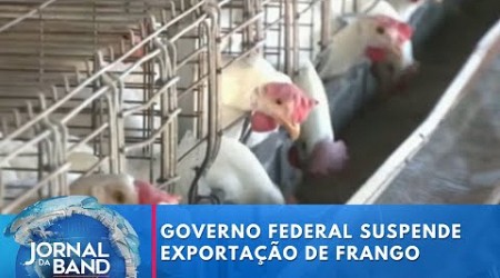 Governo federal suspende exportação de frango devido a &#39;doença de Newcastle&#39; | Jornal da Band