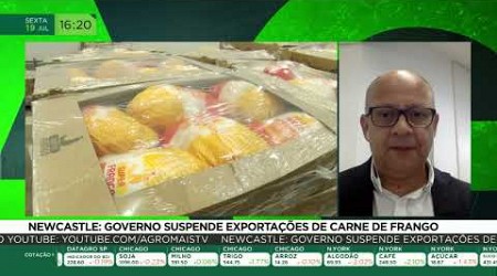 Newcastle: governo suspende exportações de carne de frango