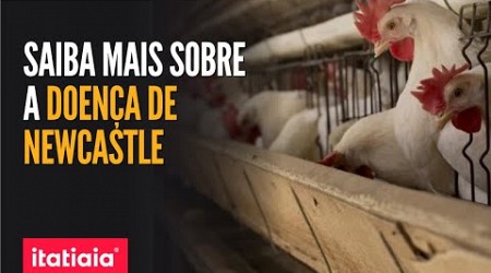 DOENÇA DE NEWCASTLE, IDENTIFICADA EM FRANGO NO RIO GRANDE DO SUL PODE ATINGIR HUMANOS?