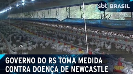 Barreiras sanitárias lutam contra doença de Newcastle no RS| SBT Brasil (20/07/24)