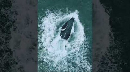 humpback Whale Lunge Feeding, Southampton New York -Hamptons Drone