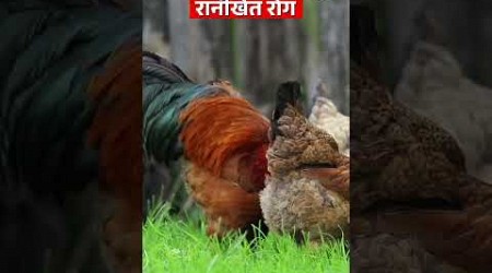 Virulent Newcastle disease | Ranikhet Disease | Om Dwivedi | UPSC 2025 | StudyIQ IAS Hindi