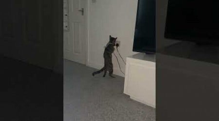 Cat unplugs partner&#39;s PlayStation in Southampton, UK