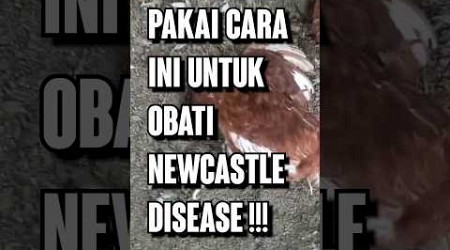 Cara OBATI NEWCASTLE DISEASE Pada Ayam!!! #Tetelo #NewcastleDisease