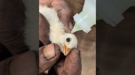 Vaccinating a 5-Day-Old Chick: Protecting Against Newcastle Disease